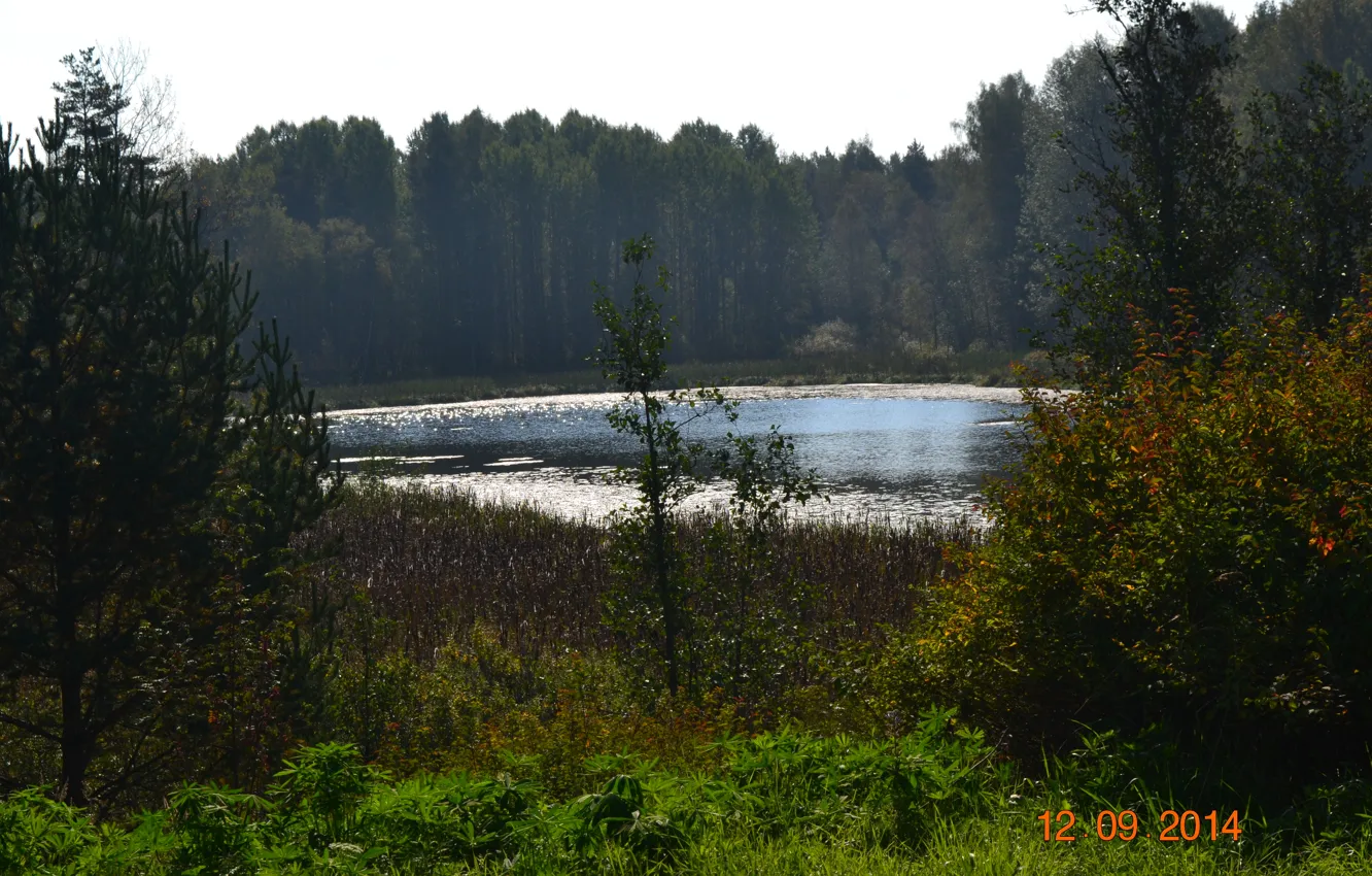 Фото обои лес, деревья, природа, озеро, Приозерск