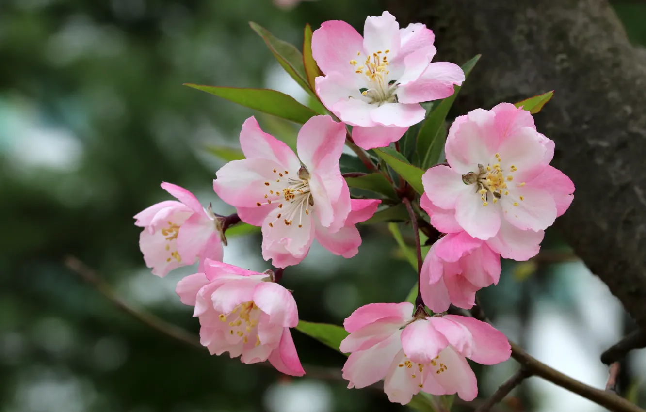 Фото обои природа, дерево, ветка, весна, яблоня, цветение, цветки