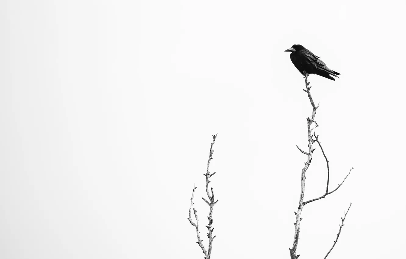 Фото обои природа, дерево, птица