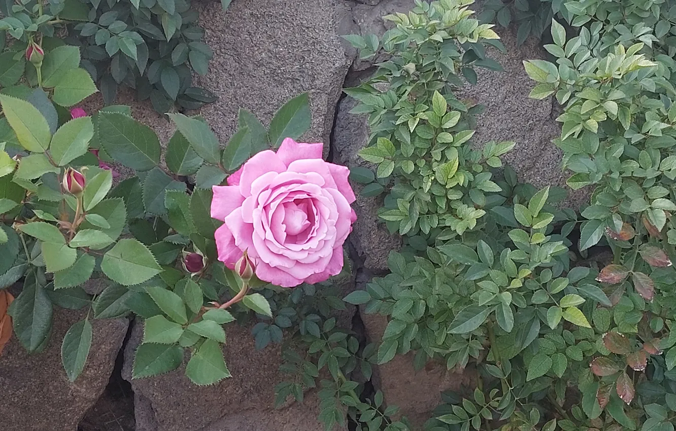 Фото обои Роза, Rose, Розовая роза, Pink rose