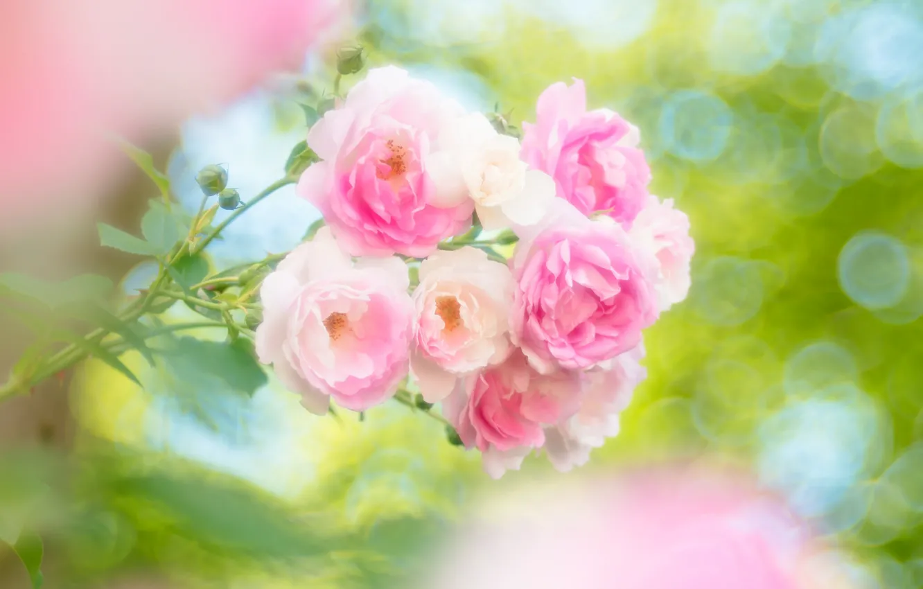 Фото обои розовый, нежность, розы