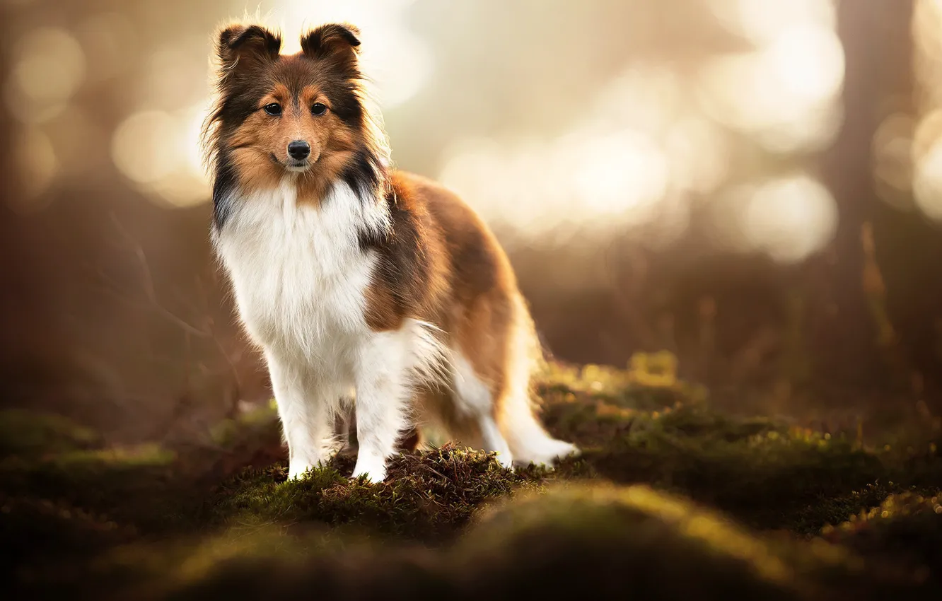 Фото обои мох, собака, боке, Шелти, Шетландская овчарка