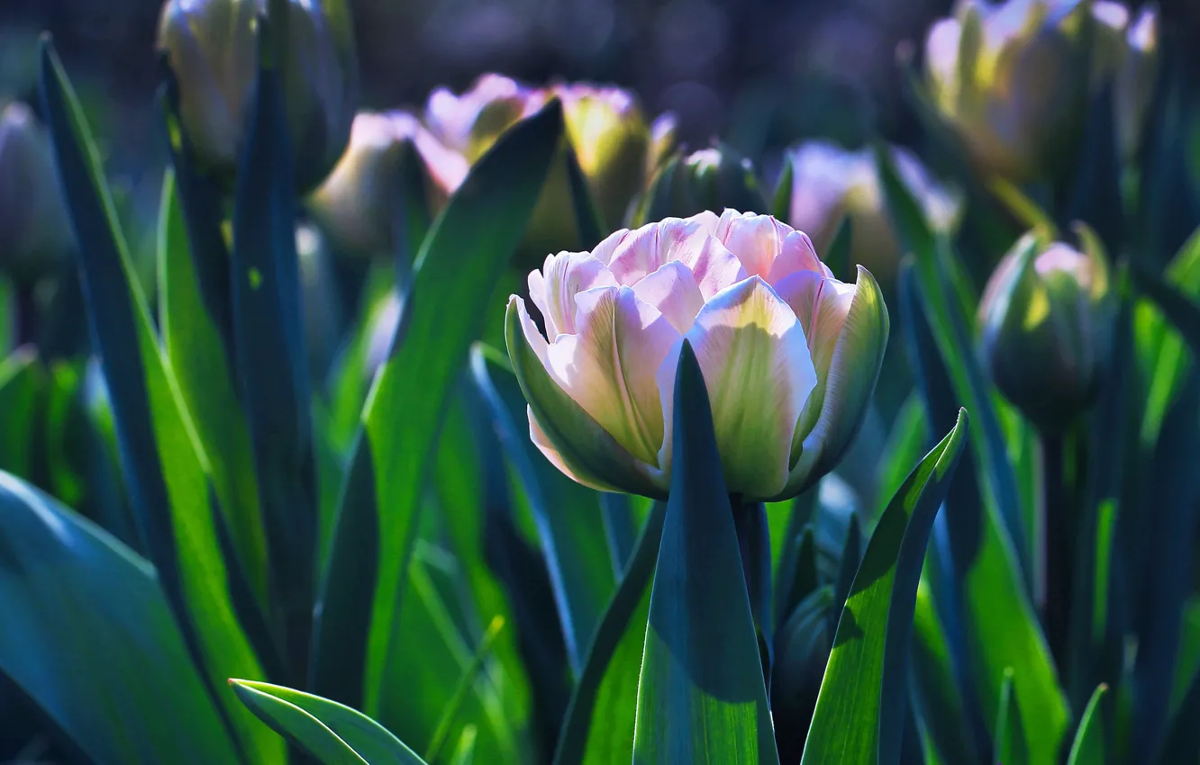 Фото обои листья, свет, цветы, весна, сад, тюльпаны, розовые, клумба