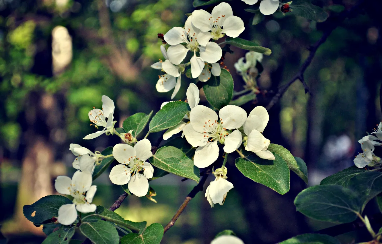 Фото обои цветы, весна, яблоня