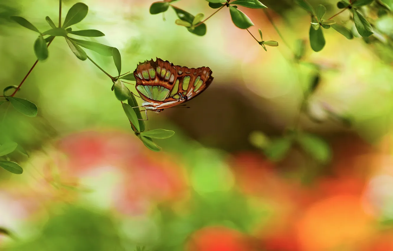 Фото обои блики, бабочка, листва, ветка