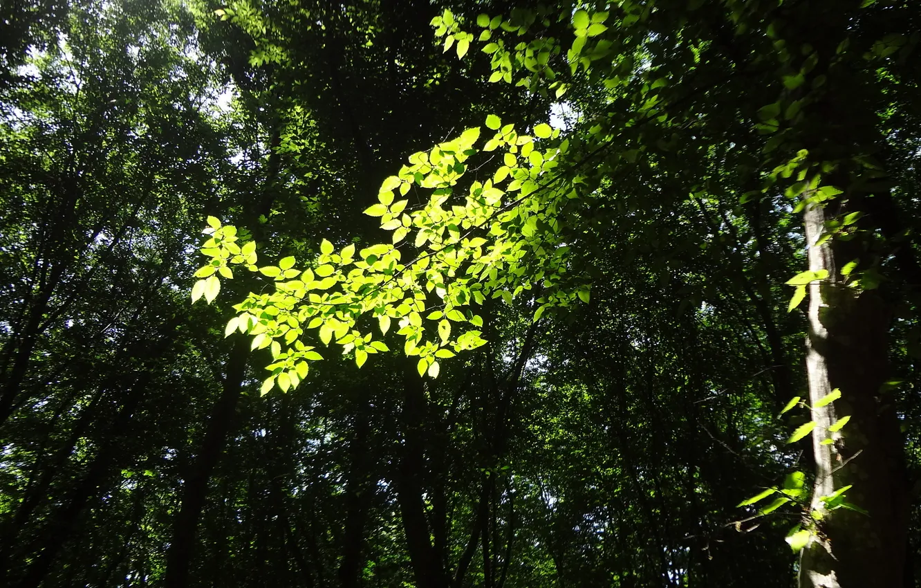Фото обои лес, солнце, деревья, веточка, листва, Зелень