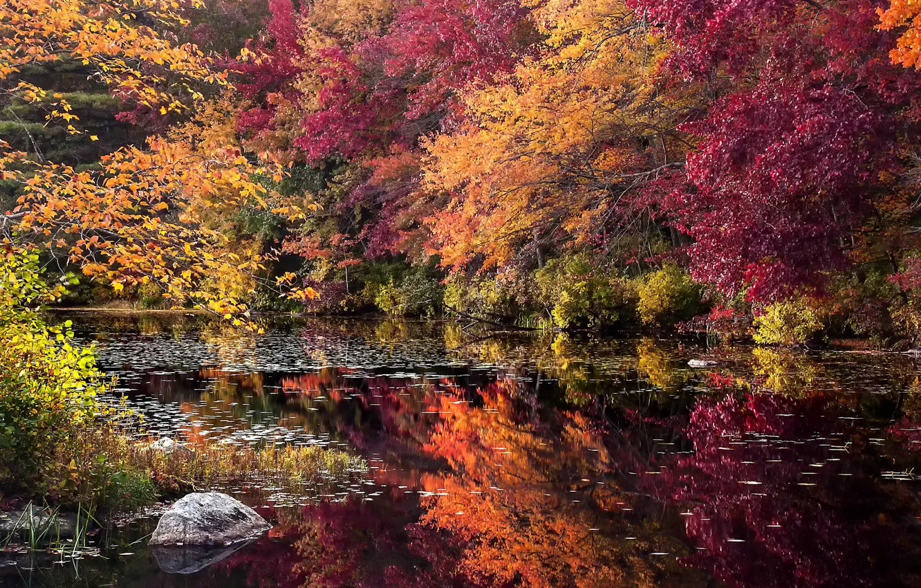 Фото обои осень, лес, деревья, озеро, камень