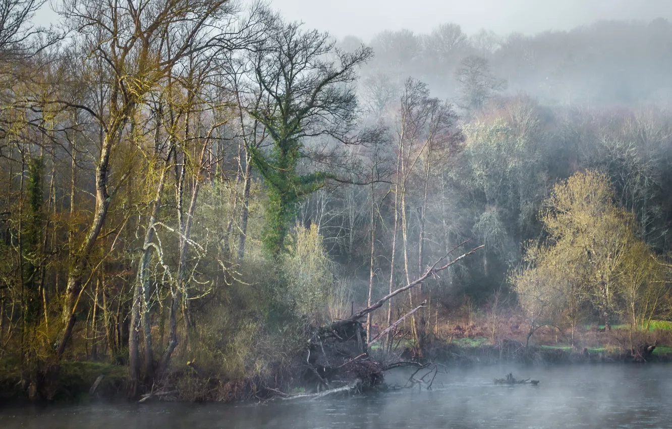 Фото обои лес, туман, река