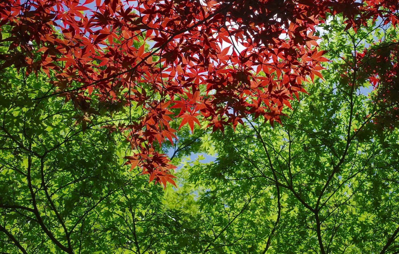 Фото обои листья, деревья, красные, зелёные