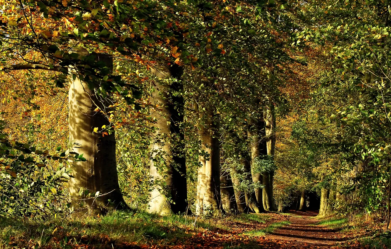 Фото обои лес, листья, лучи, деревья, природа, Осень, дорожка, forest