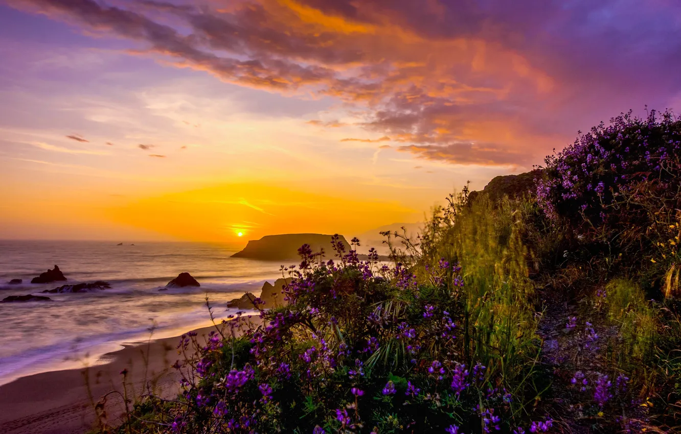 Фото обои пейзаж, закат, природа, океан, берег, растительность, США