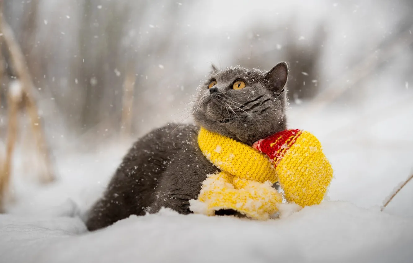 Фото обои зима, кот, снег, животное, шарф, британец