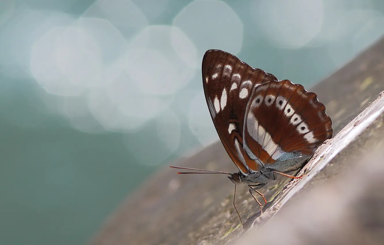 Фото обои поверхность, бабочка, крылья, наклон