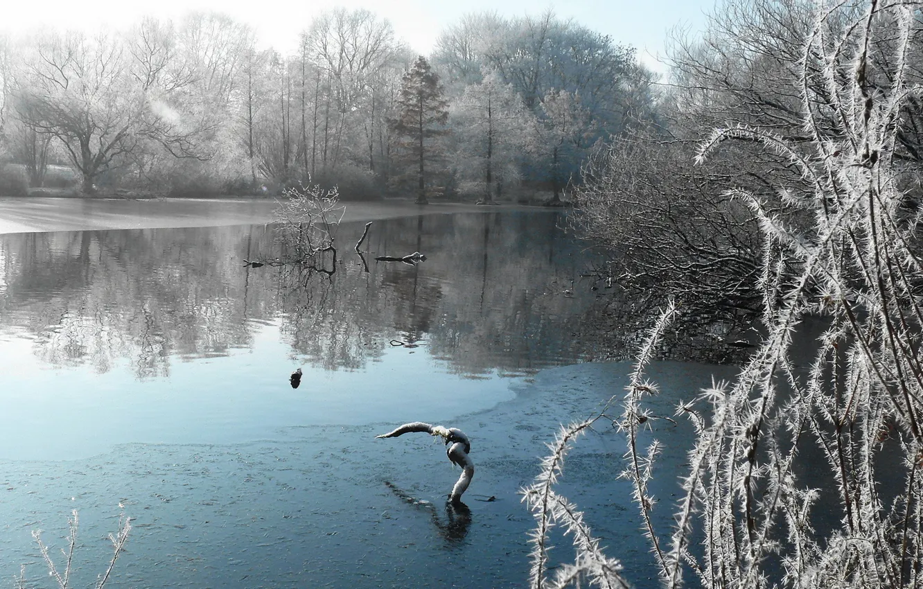 Фото обои зима, иней, снег, озеро