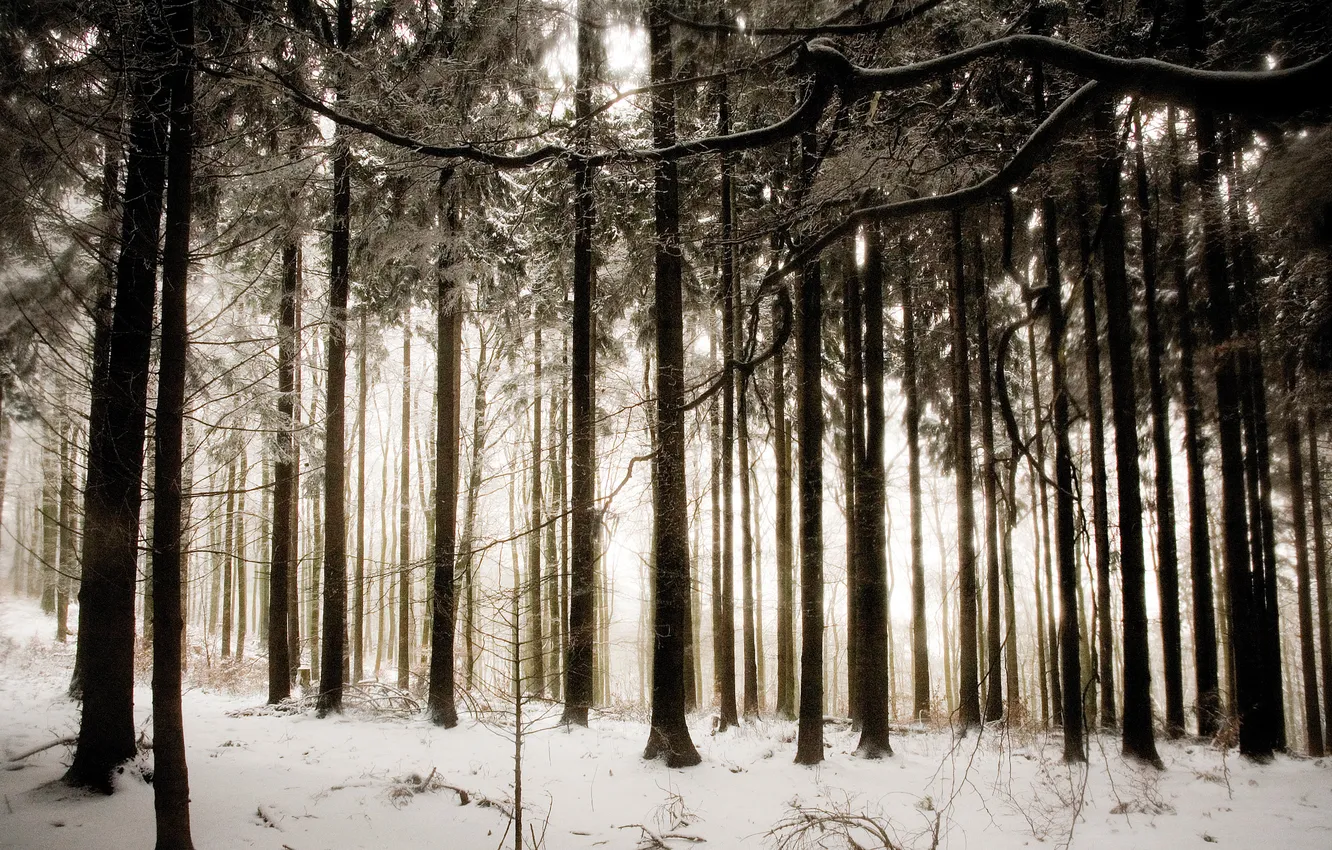Фото обои зима, лес, снег, деревья, природа, фото