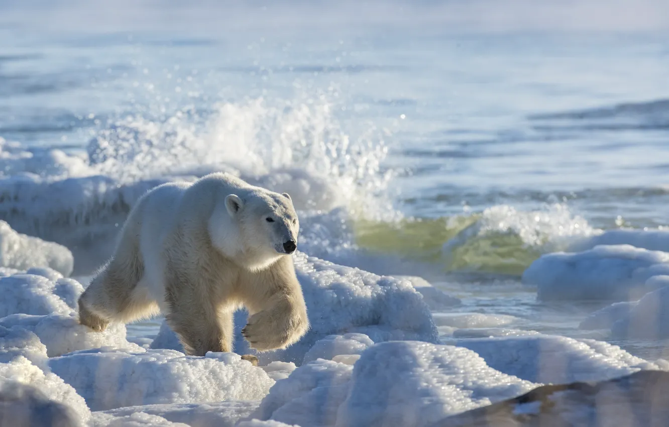 Фото обои зима, снег, природа, белый медведь