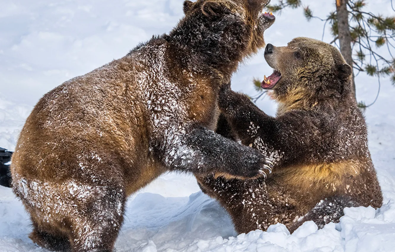 Фото обои animals, wildlife, Two, Brown Bears, Snow_