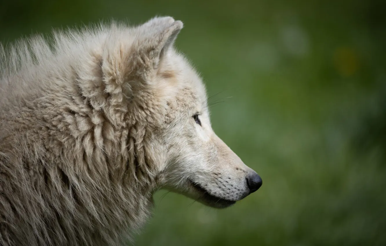 Фото обои nature, face, animal, wolf, wildlife, head, fur, mammal