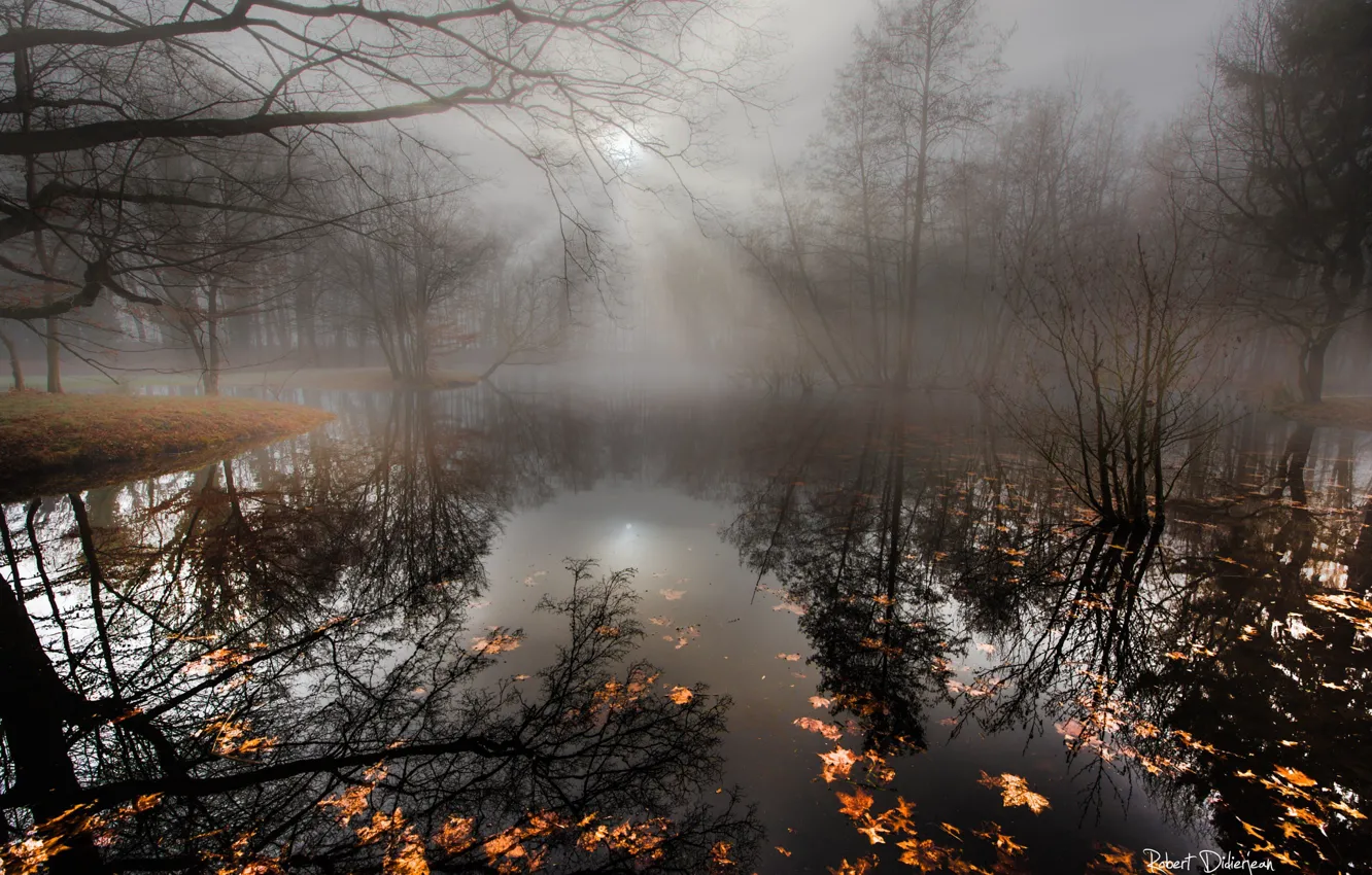 Фото обои вода, свет, деревья, ветки, река, листва, дымка