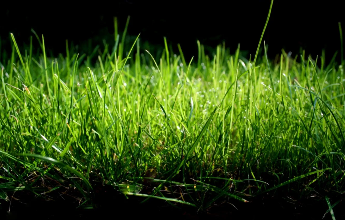 Фото обои зелень, природа, нежные тона, трава макро