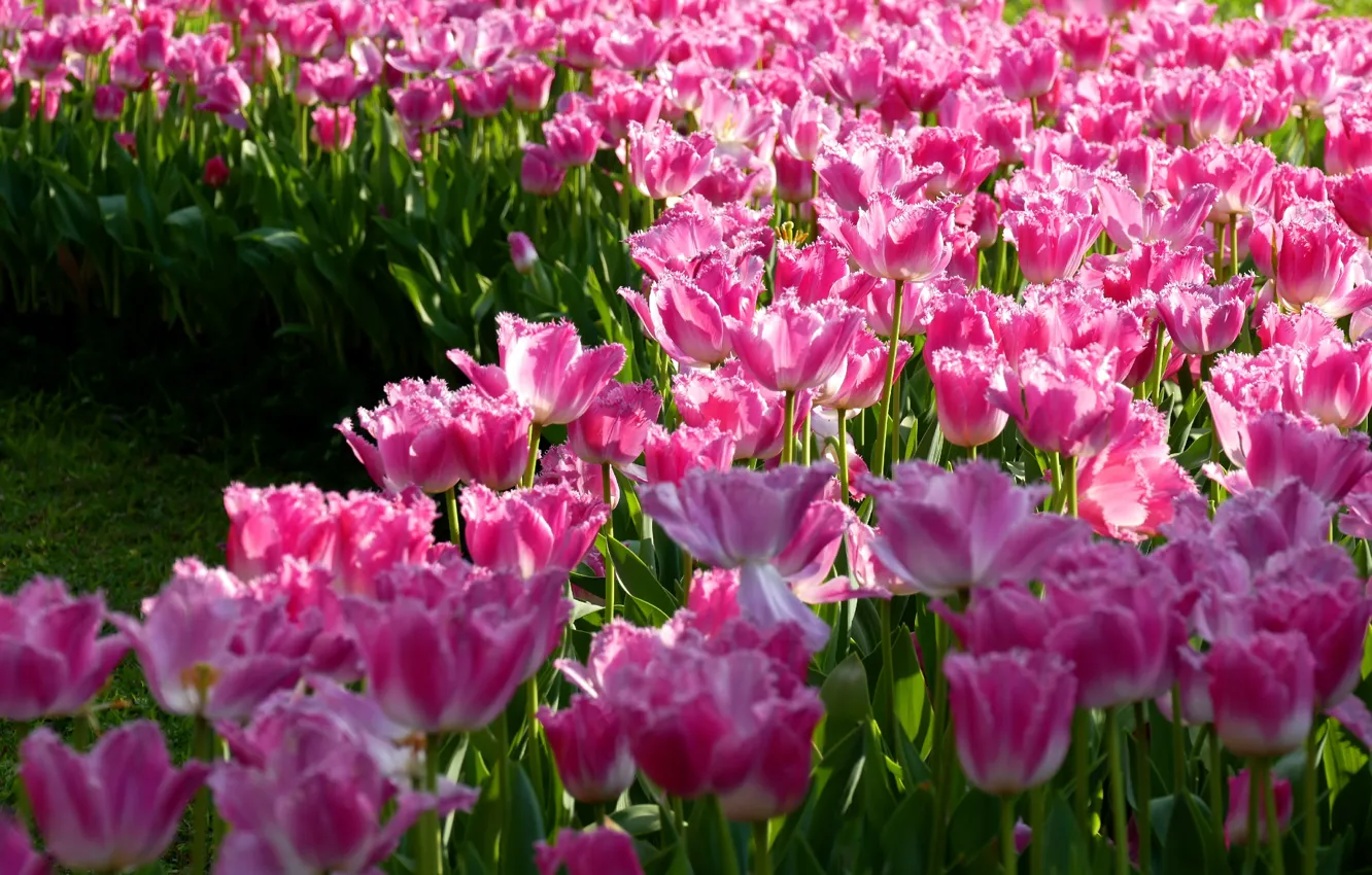 Фото обои поле, цветы, весна, тюльпаны, розовые, клумба, много