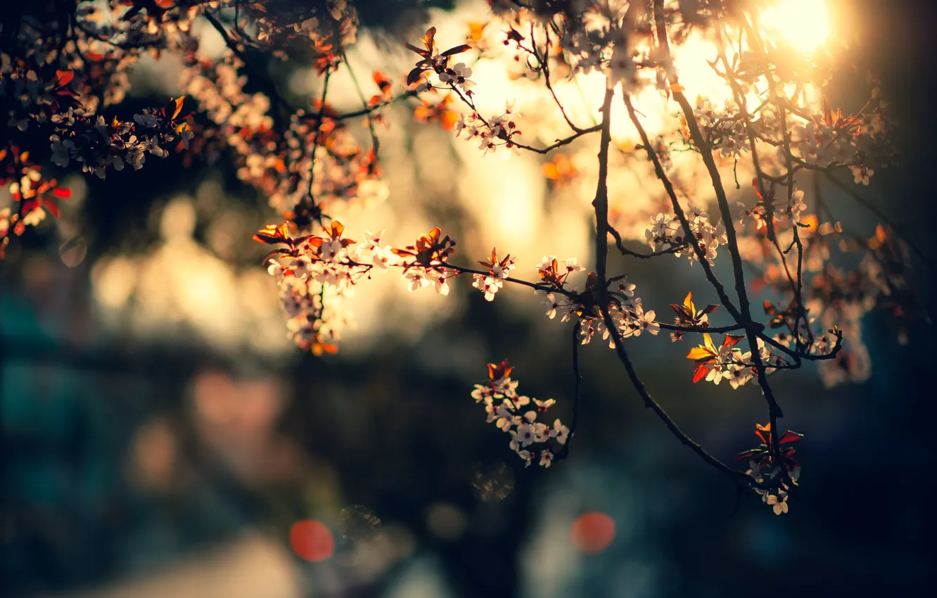 Фото обои солнце, лучи, свет, закат, цветы, ветки, вишня, блики