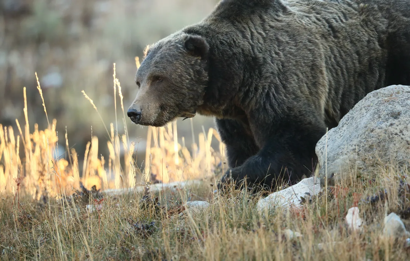 Фото обои природа, животное, медведь, гризли