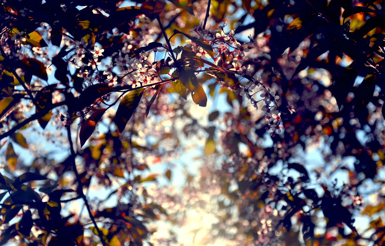 Фото обои листья, цвета, свет, цветы, Солнце, by mike pro