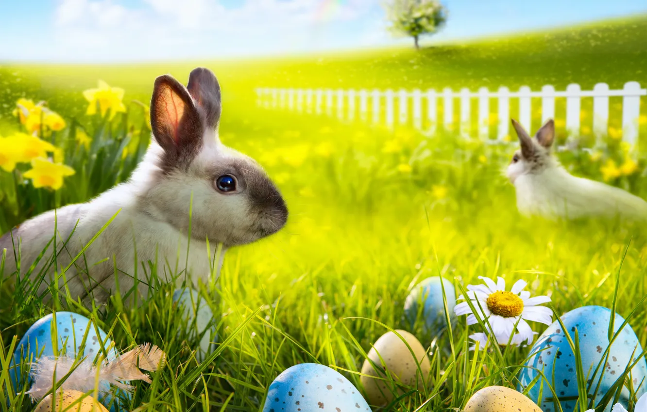 Фото обои трава, цветы, ромашки, яйца, радуга, весна, кролик, луг
