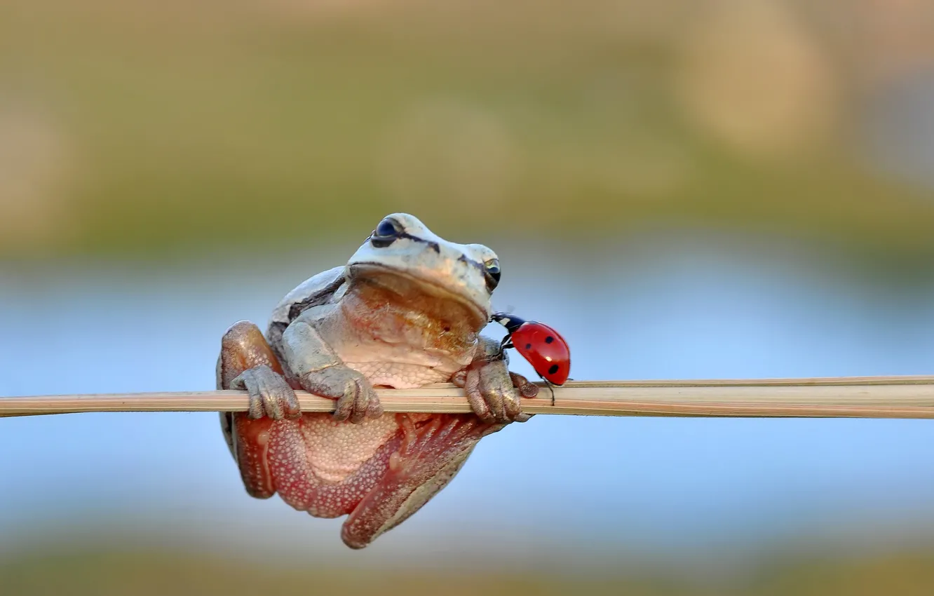 Фото обои frog, freedom, kiss, ladybug, stalk, ladybird