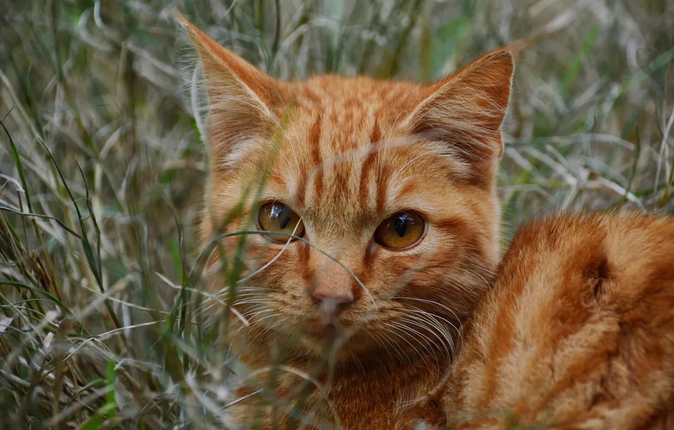 Фото обои кошка, трава, кот, взгляд, морда, котенок, портрет, рыжий