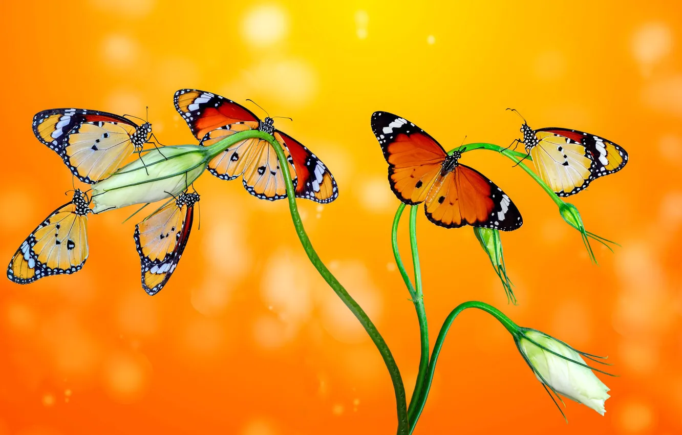 Фото обои макро, бабочки, цветы, насекомые, оранжевый фон, эустома