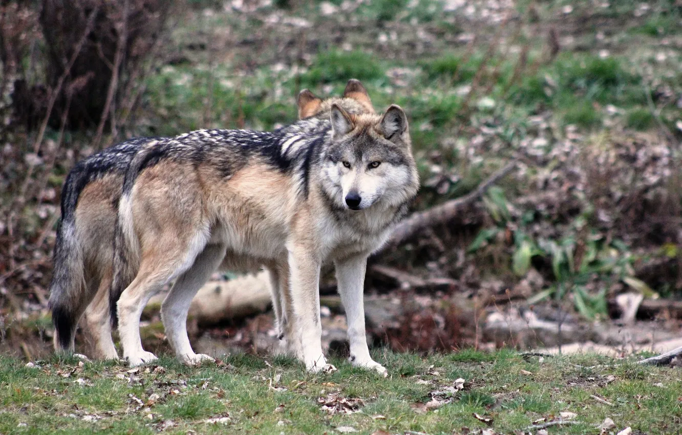 Фото обои nature, snow, predator, face, animal, wolf, wildlife, portrait