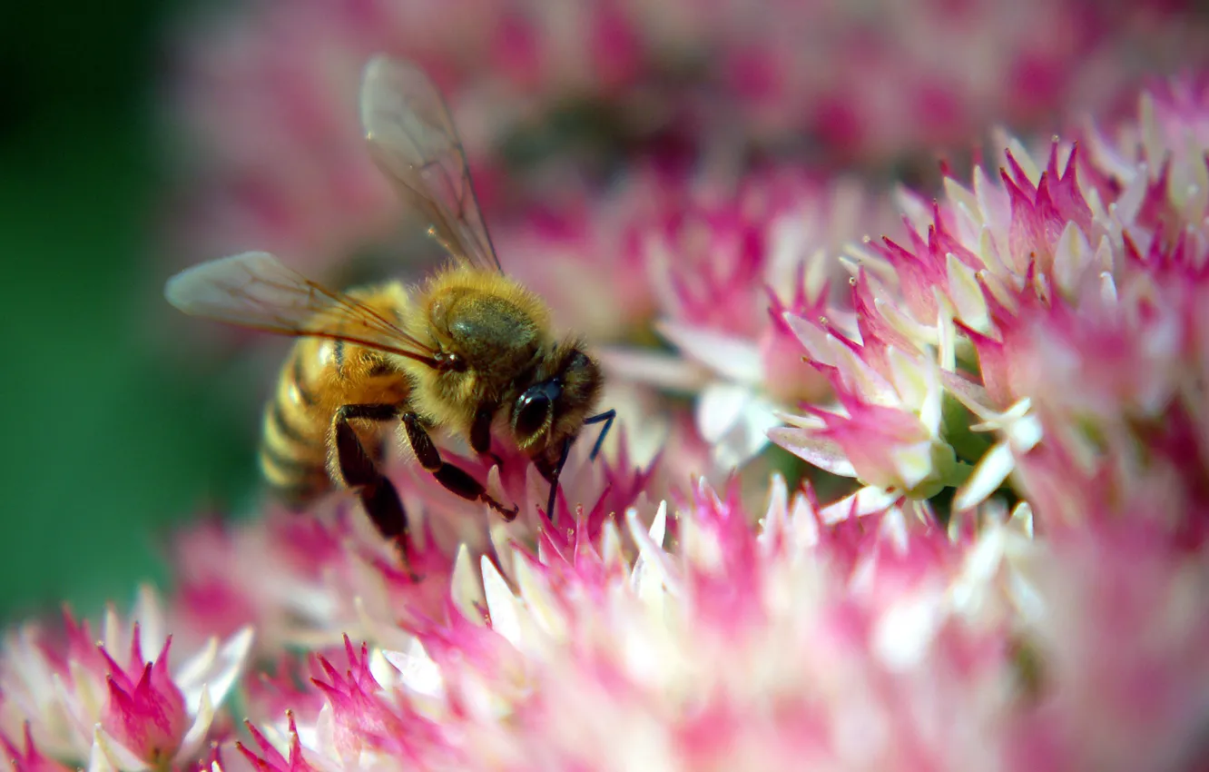 Фото обои цветок, пчела, розовый