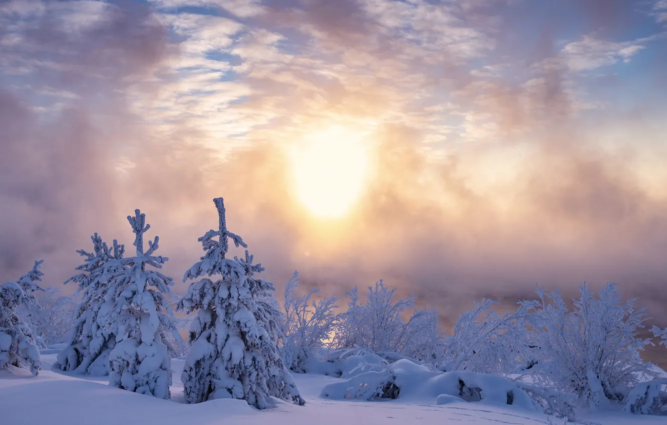 Фото обои зима, снег, утро, ели, мороз, сугробы, Россия, кусты