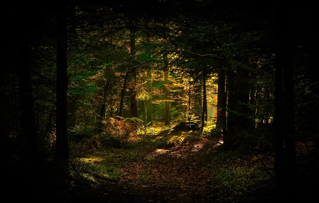 Фото обои осень, лес, свет, деревья, ветки, темный фон, стволы, листва