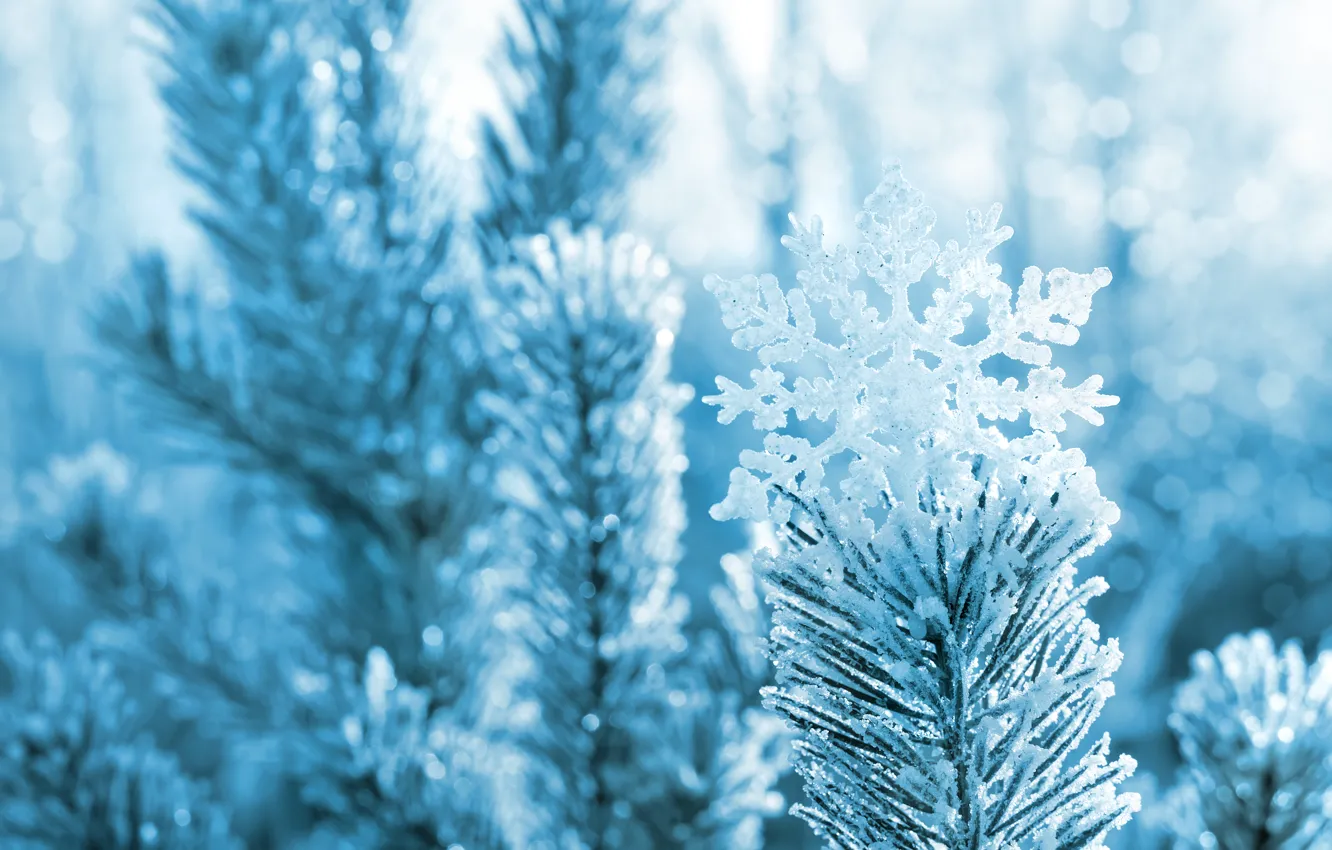 Фото обои зима, макро, снег, иголки, ветки, природа, дерево, сосна