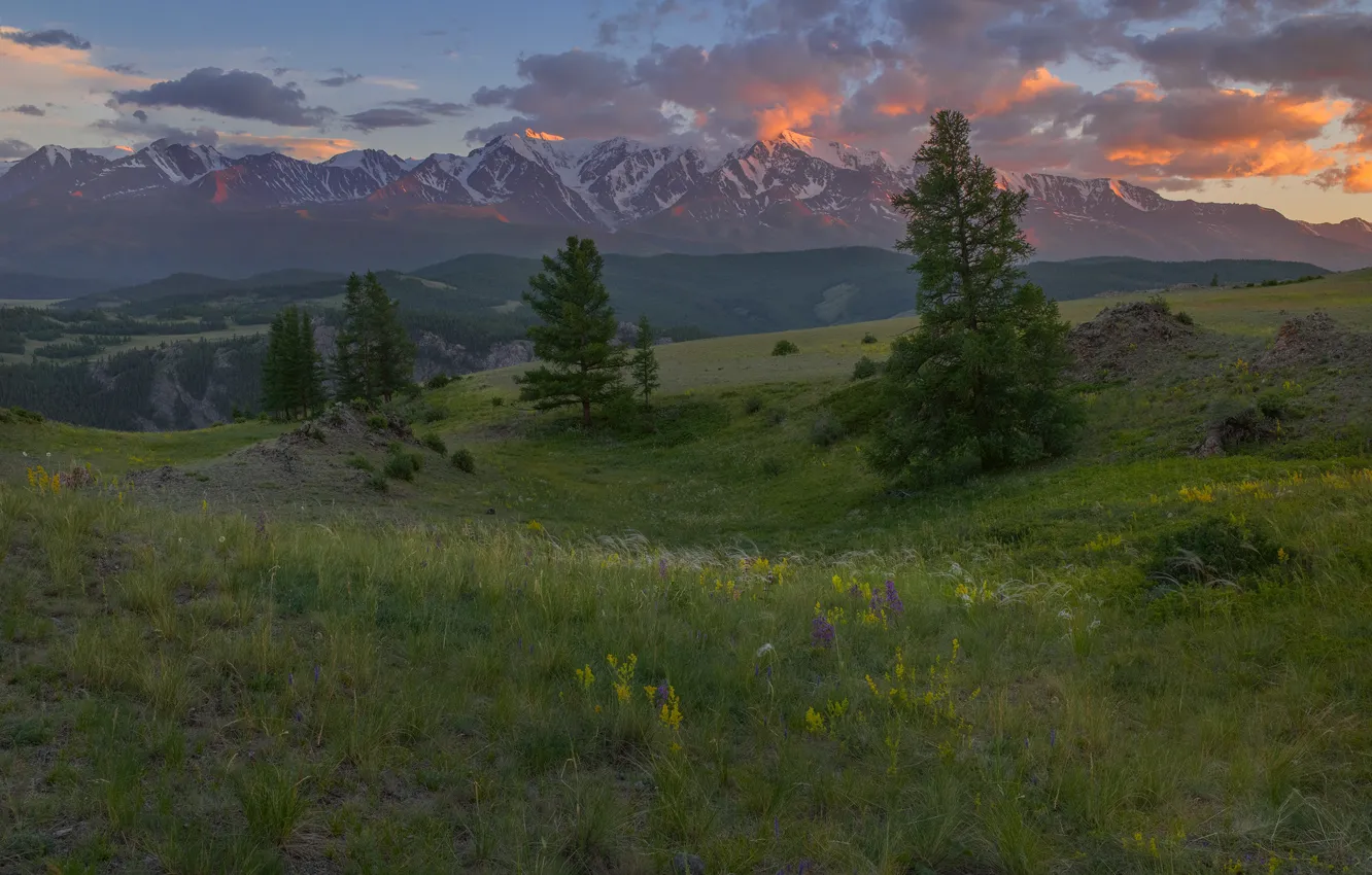 Фото обои трава, деревья, пейзаж, горы, природа, Алтай, Северо-Чуйский хребет, Владимир Рябков