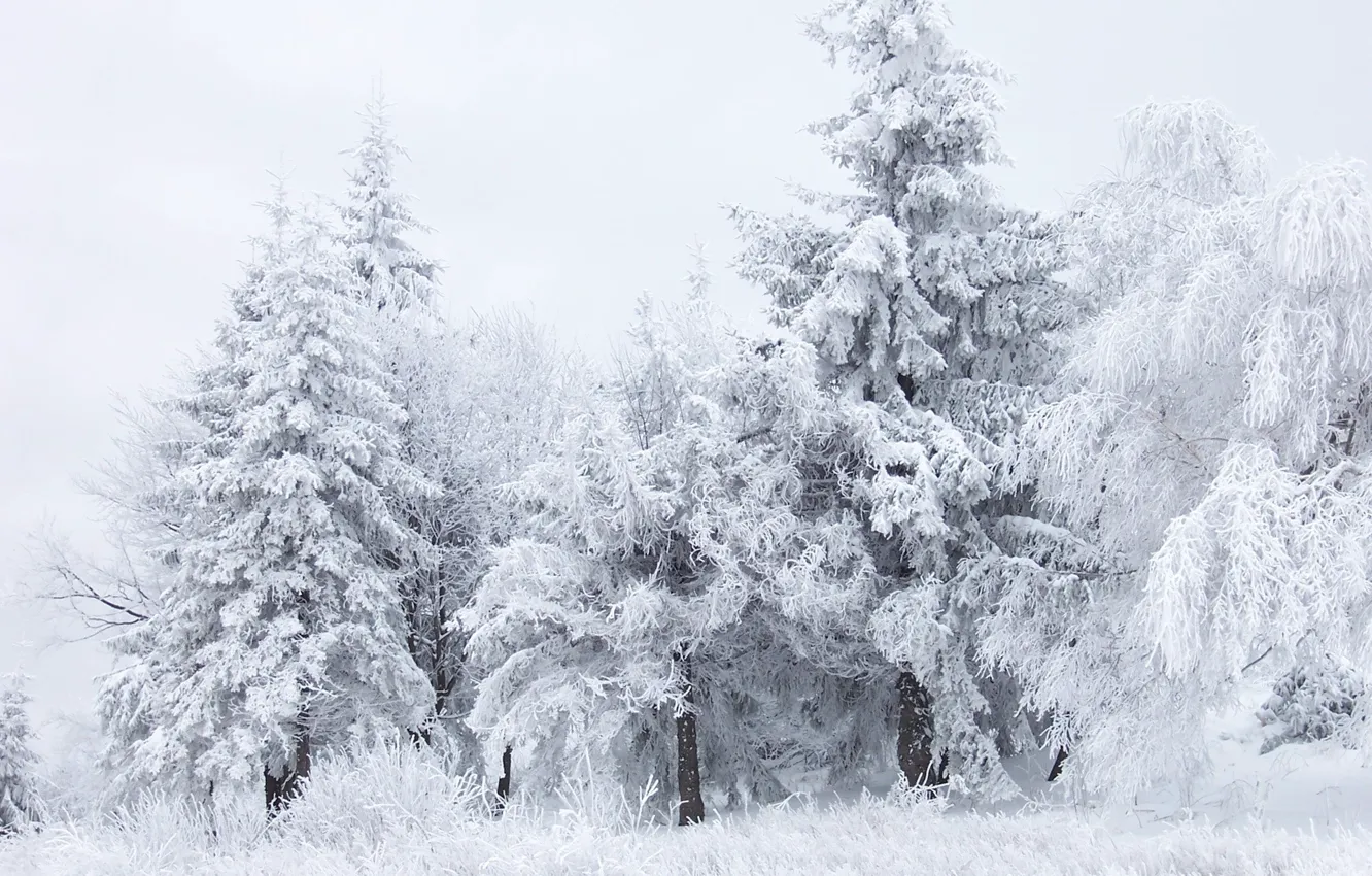 Фото обои зима, лес, белый, снег, деревья