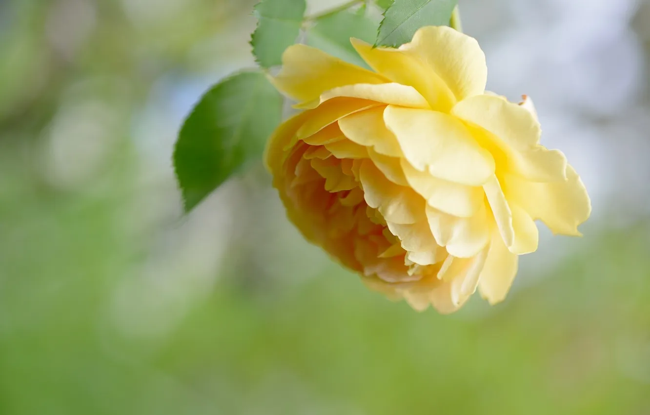 Фото обои роза, лепестки, желтая