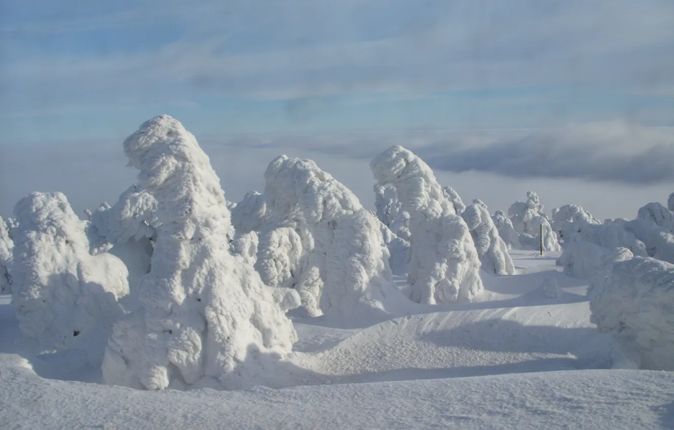 Фото обои лес, снег, деревья, ель, сугробы, заснежено