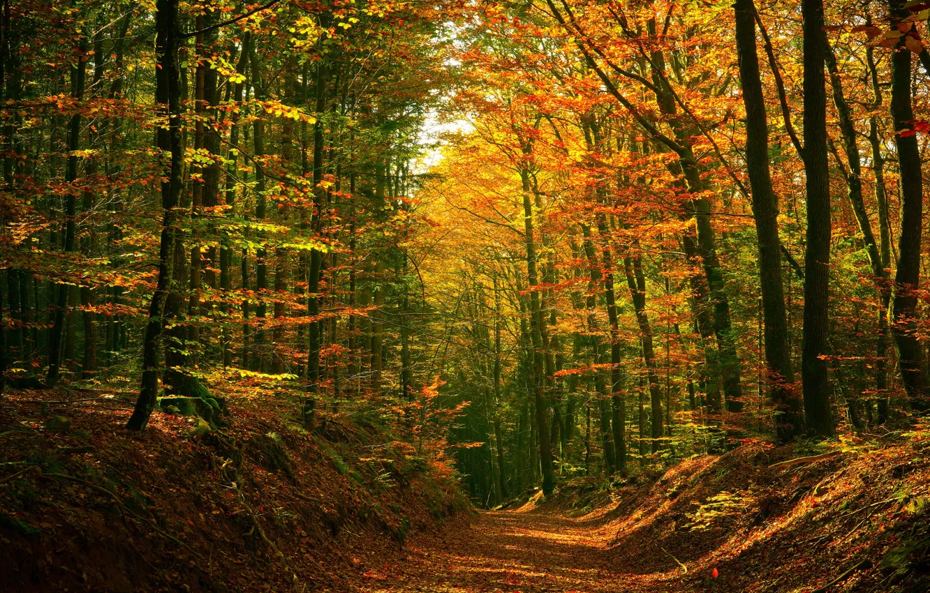 Фото обои осень, лес, тропинка