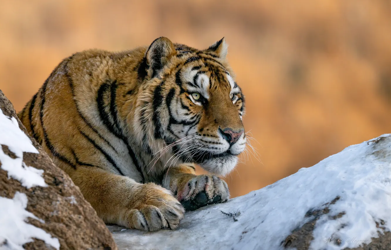 Фото обои взгляд, морда, снег, тигр, хищник, лапы, дикая кошка, Николай Мозгунов