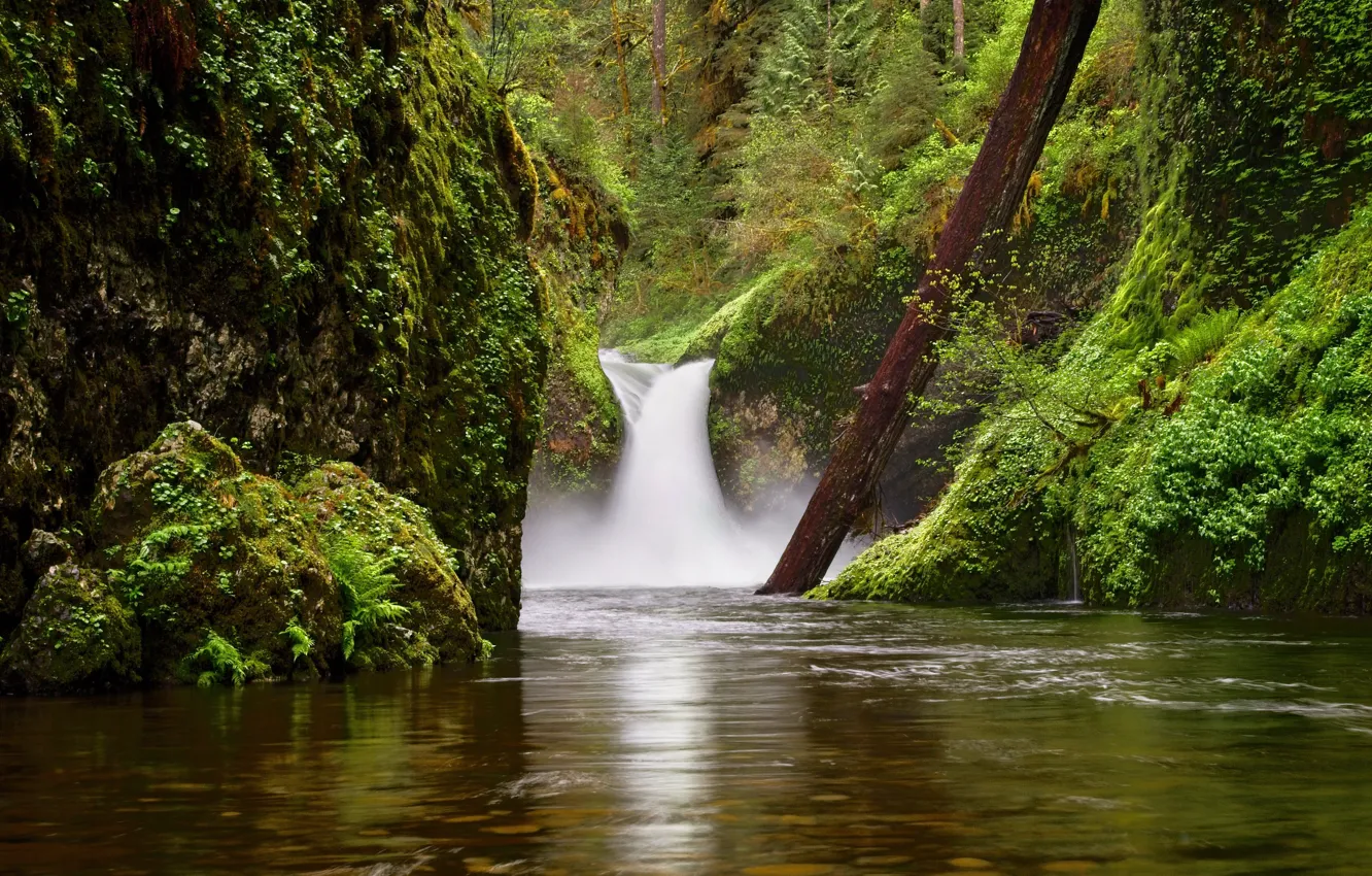 Фото обои река, скалы, водопад, мох, Орегон, бревно, Oregon, Columbia River Gorge