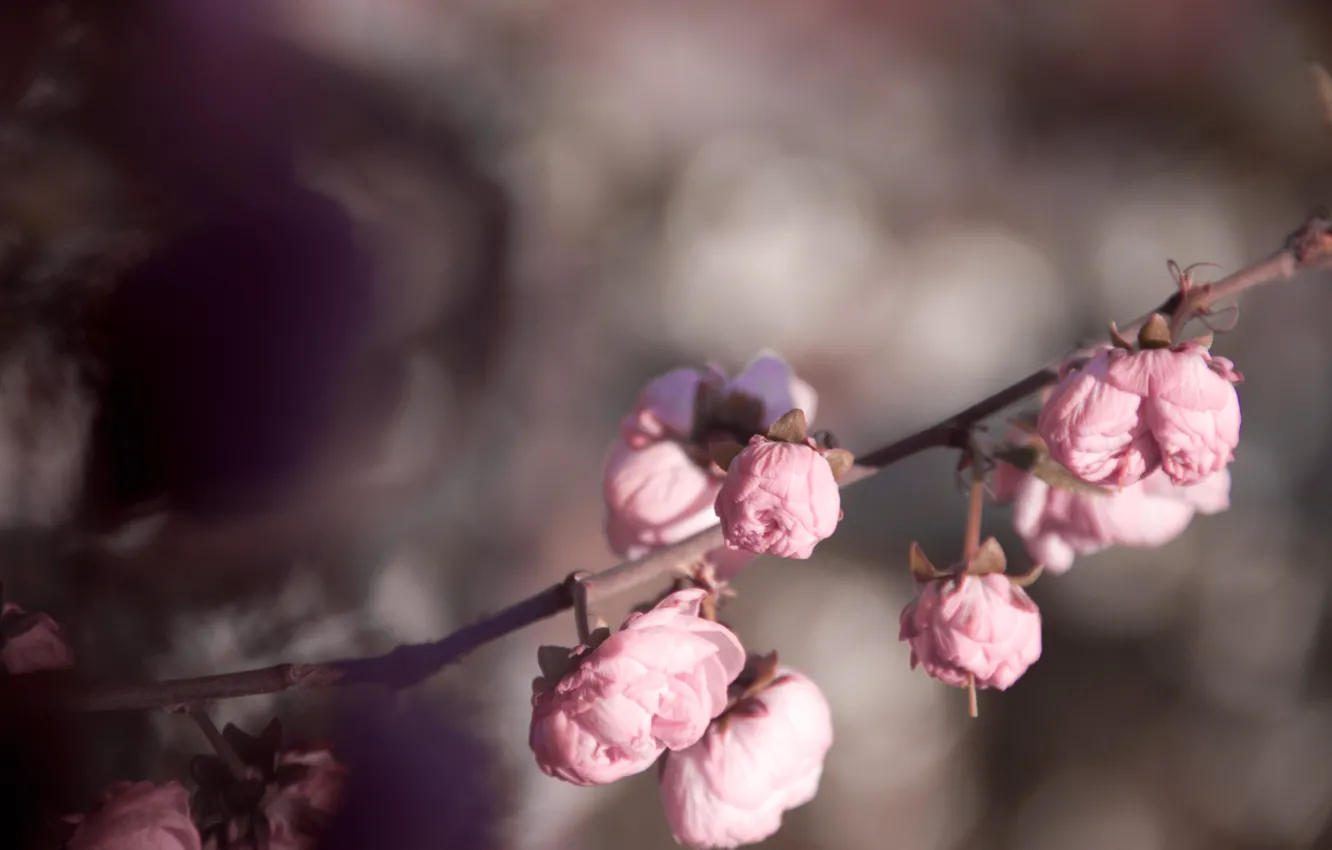 Фото обои цветы, розовый, нежность, розы, весна