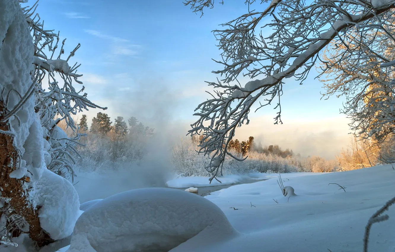 Фото обои зима, снег, деревья, ветки