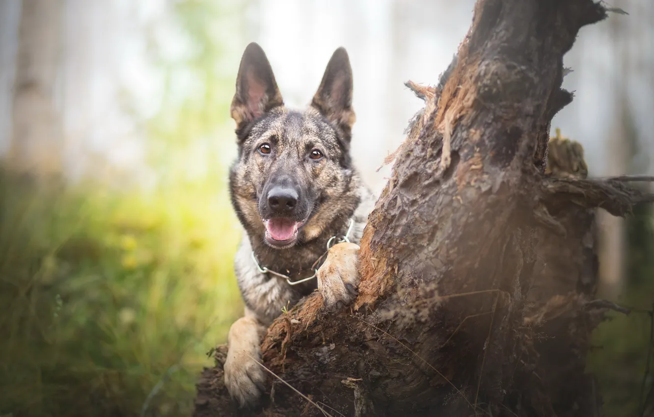 Фото обои взгляд, друг, собака