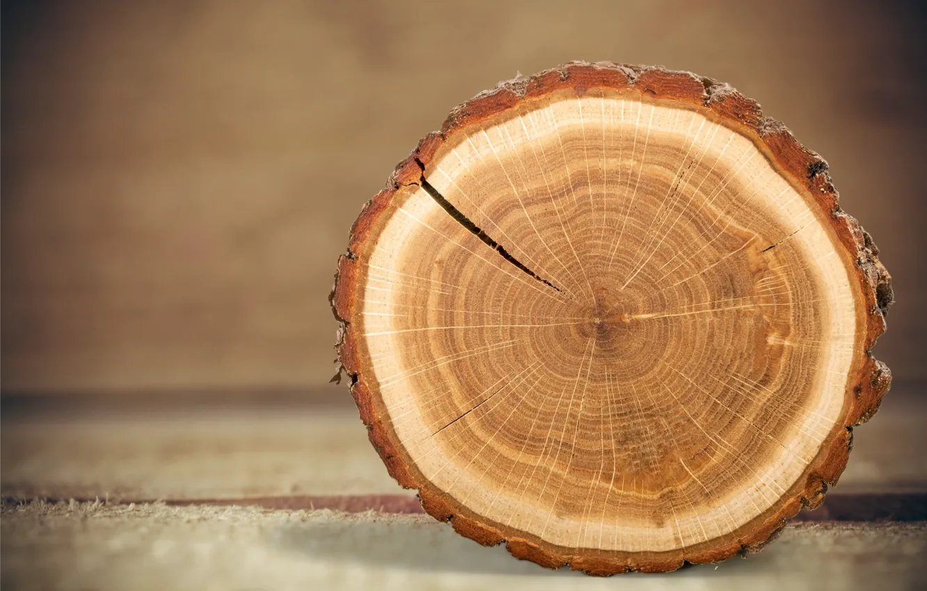 Фото обои wood, tree, trunk