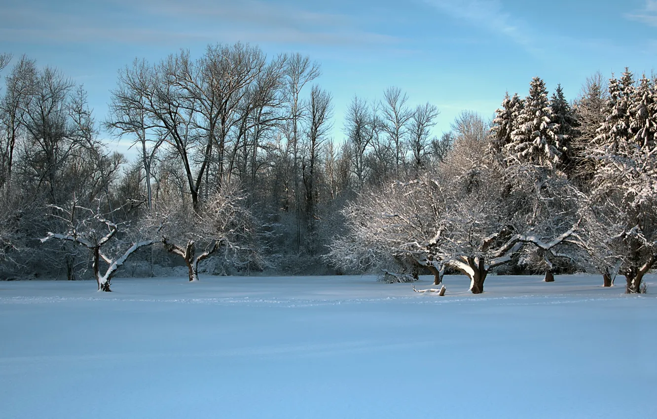 Фото обои зима, поле, деревья