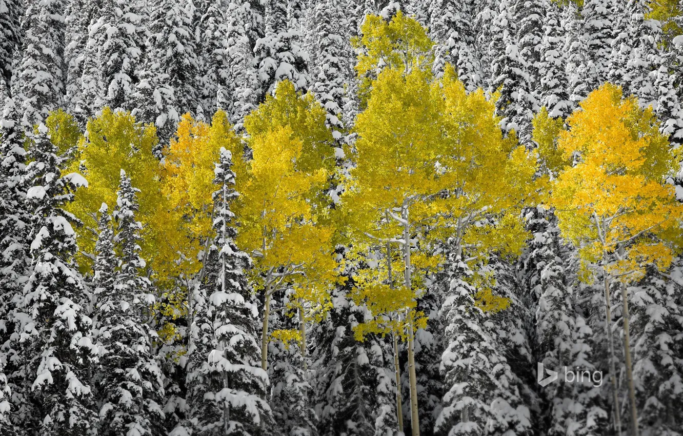 Фото обои осень, лес, листья, снег, ель, Колорадо, США, осина
